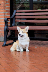 Wall Mural - cute corgi puppy dog sitting alone