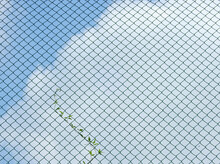 Green Ivy On Wire Mesh Of Fence With Blue Sky With Cloud Background