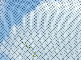 Sticker - green ivy on wire mesh of fence with blue sky with cloud background