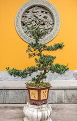 Poster - Bonsaï d'un temple à Hanghzou, Chine