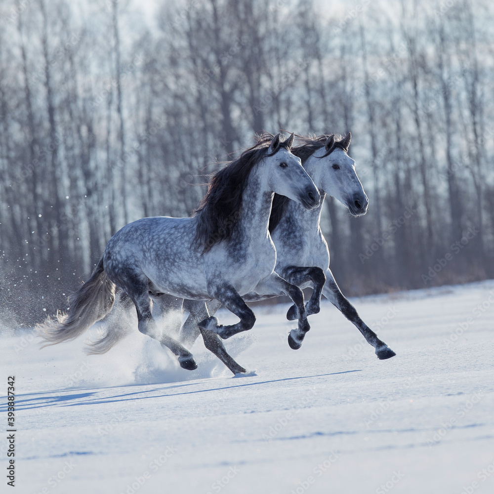 Two energy Andalusian horses running fast outdoors in the field. Two ...