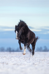 Canvas Print - Hanoverian horse running on the snow in wintertime. Beautiful black stallion jumping and playing in the field outdoor