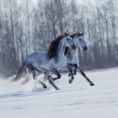 Canvas Print - Two energy Andalusian horses running fast outdoors in the field. Two white horses galloping together on snow in winter background