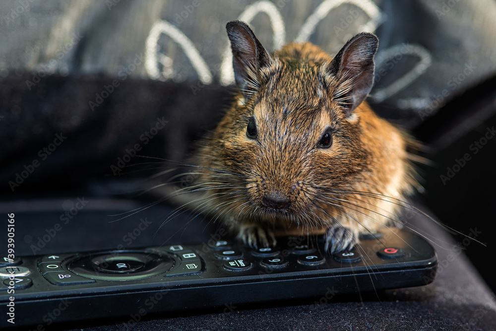 Little cute gray mouse Degu close-up. Exotic animal for domestic life ...