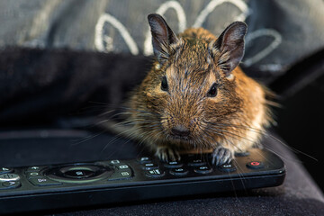 Little cute gray mouse Degu close-up. Exotic animal for domestic life. The common degu is a small hystricomorpha rodent endemic from Chile. The pet is playing with the remote control