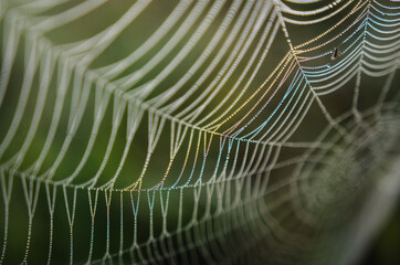 spider web with dew drops