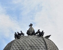 Low Angle View Of Pigeons Against Sky