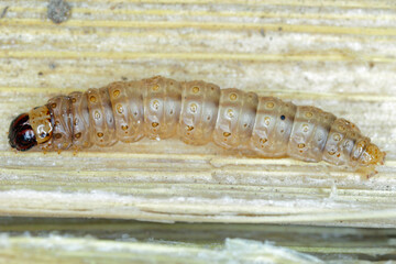 Wall Mural - Caterpillar of The European corn borer or borer or high-flyer (Ostrinia nubilalis). It is a moth of the family Crambidae. It is a one of most important pest of corn crops.