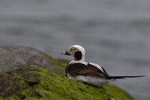 Long-Tailed Duck Resting On The Jetty In Barnegat Light, NJ, USA
