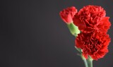 Fototapeta Fototapeta w kwiaty na ścianę - Carnations red flowers on dark background czerwone goździki kwiaty na ciemnym tle