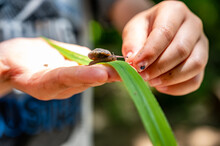 Caucasian Child Outdoors Holding A Blade Of Grass With A Crawling Snail