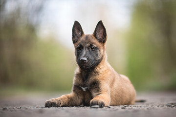 Wall Mural - Belgian malinois puppy