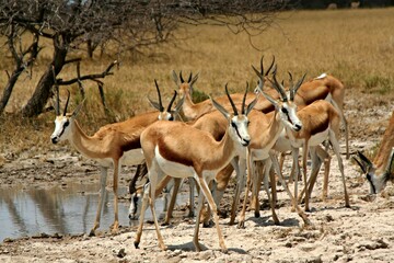 Wall Mural - Herd of Grant's Gazelle / Nanger Granti /. Nxai Pan National Park. Botswana. Africa.