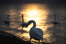 Swan Standing At Lake