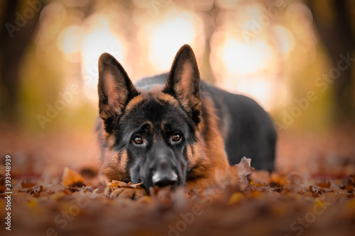 Fotomural german shepherd dog in a wood at the golden hour, bokeh, sunset, leaves, autumn,