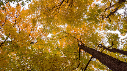 Sticker - Maple leaves against white sky
