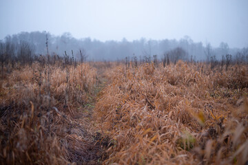 Canvas Print - Big wild field in late autumn. Misty rural landscape of the field with dried long swamp grass and winding path through the field