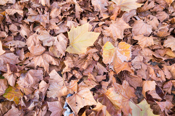 Wall Mural - autumn leaves background.  Platanus leaves fallen in the forest
