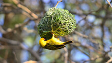 Southern Masked Weaver (uccello Tessitore)