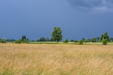 Wall Mural - Rural area of Mazowsze region in Poland