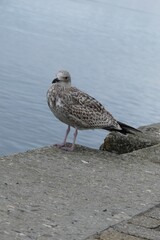 Wall Mural - seagull on the dike
