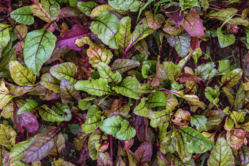 Poster - Close up on a beets in a garden, Poland