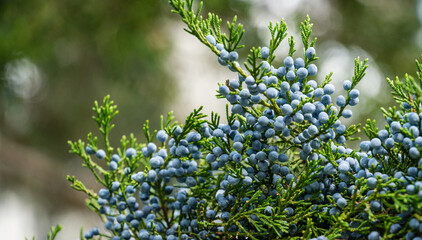 close-up of beautiful branch of juniperus virginiana tree or pencil cedar with lot ripe blue berries