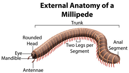 Wall Mural - External Anatomy of a Millipede on white background