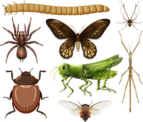 Wall Mural - Different insects collection isolated on white background