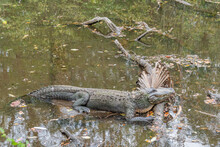 Alligator Napping On Log Near Shallow River Swamp