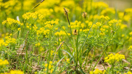 meadow with yellow small flowers