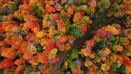 Wall Mural - beautiful autumn aerial looking down at a dirt path or atv trail with puddles of water in the tracks