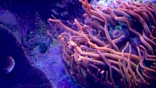 Moving sea anemones with clownfish nemo.