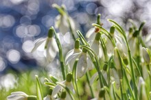 Close-up Of Snowdrop Flowers Growing Outdoors
