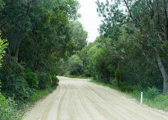 road in the woods