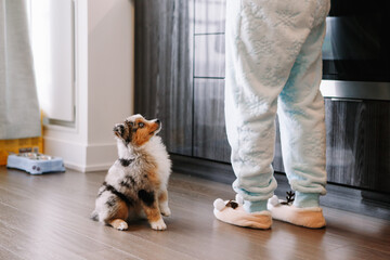 pet owner training puppy dog to obey. cute small dog pet sitting on floor looking up on its owner. f