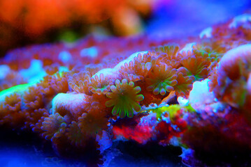 Canvas Print - Ultra macro shot on montipora polyps sps coral