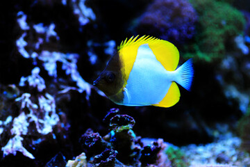 Wall Mural - undersea, fish in aquarium, care, seawater, rare, new, reef safe, photography, butterfly, mariculture, photo, zoster, pacific, tropics, background, colorful, exotic, coral, sealife, body, white, omniv