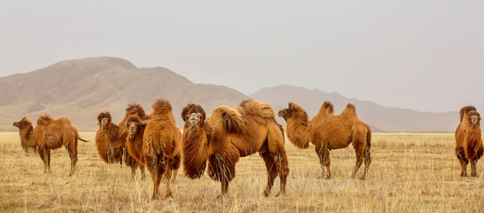 The Bactrian camel, also known as the Mongolian camel, is a large even-toed ungulate native to the steppes of Central Asia. It has two humps on its back, in contrast to the single