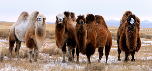 The Bactrian camel, also known as the Mongolian camel, is a large even-toed ungulate native to the steppes of Central Asia. It has two humps on its back, in contrast to the single