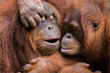 close up of orang utan with her kid