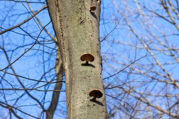 Sticker - Mushroom. Wood-destroying fungi on the trunk of an old tree