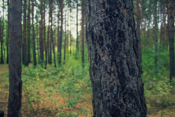 tree in the forest