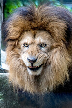 Close-up Portrait Of A  Smiling Lion