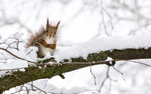 Red Squirrel Sitting On Tree Branch In Winter Forest And Looking In Camera