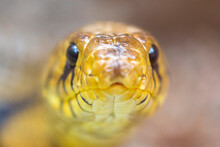 Yellow Snake Python Head, Costa Rica
