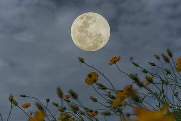 Wall Mural - full moon on the sky over cosmos flowers garden.