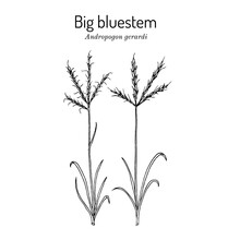 Big Bluestem Andropogon Gerardi , Prairie Grass