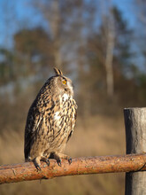 Rare Wild Bird Eagle Owl Sits On A Fence Near The Forest