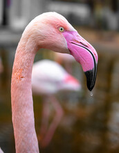 Close Up Portrait Of Pink Flamingo